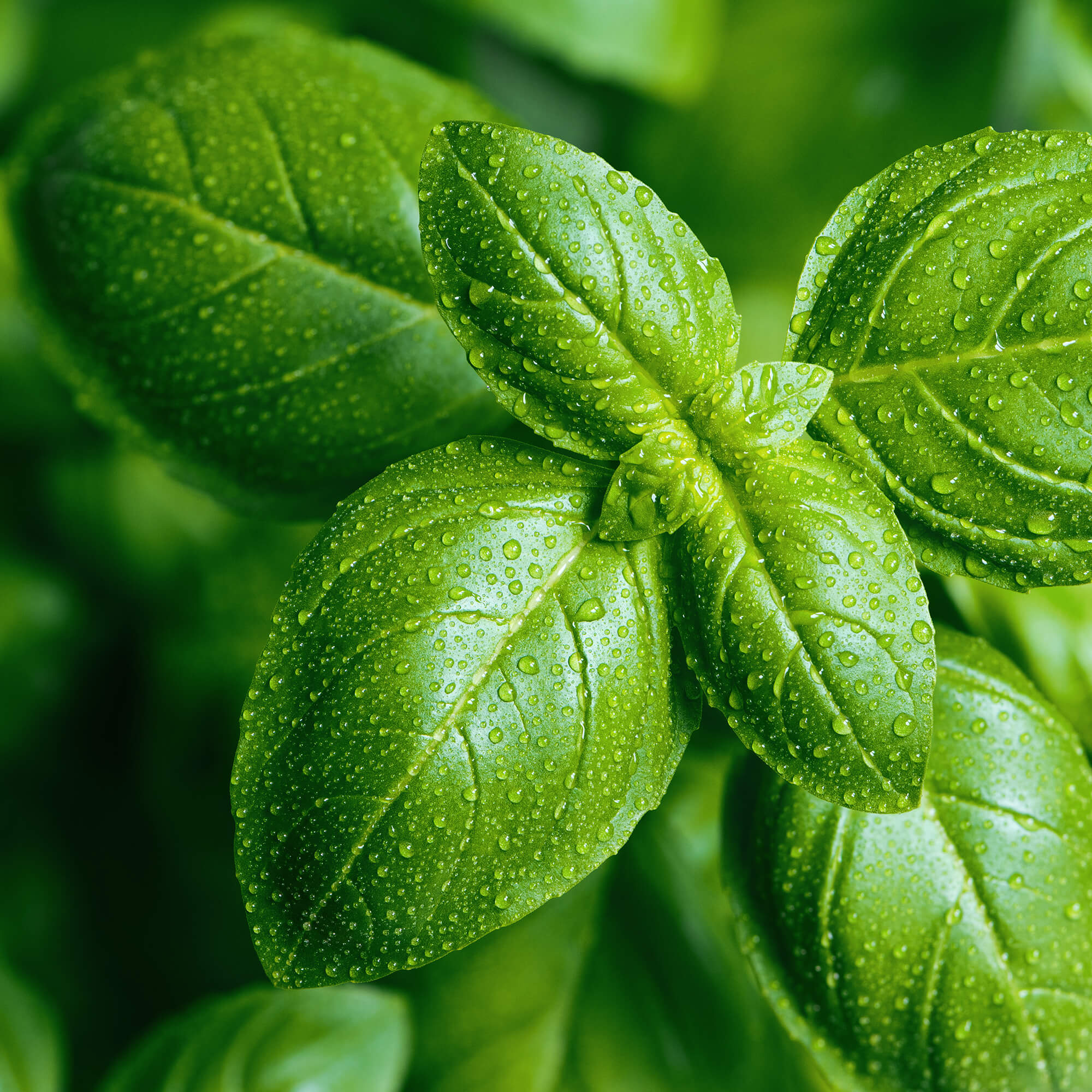 Basilikum-Ocimum-basilicum