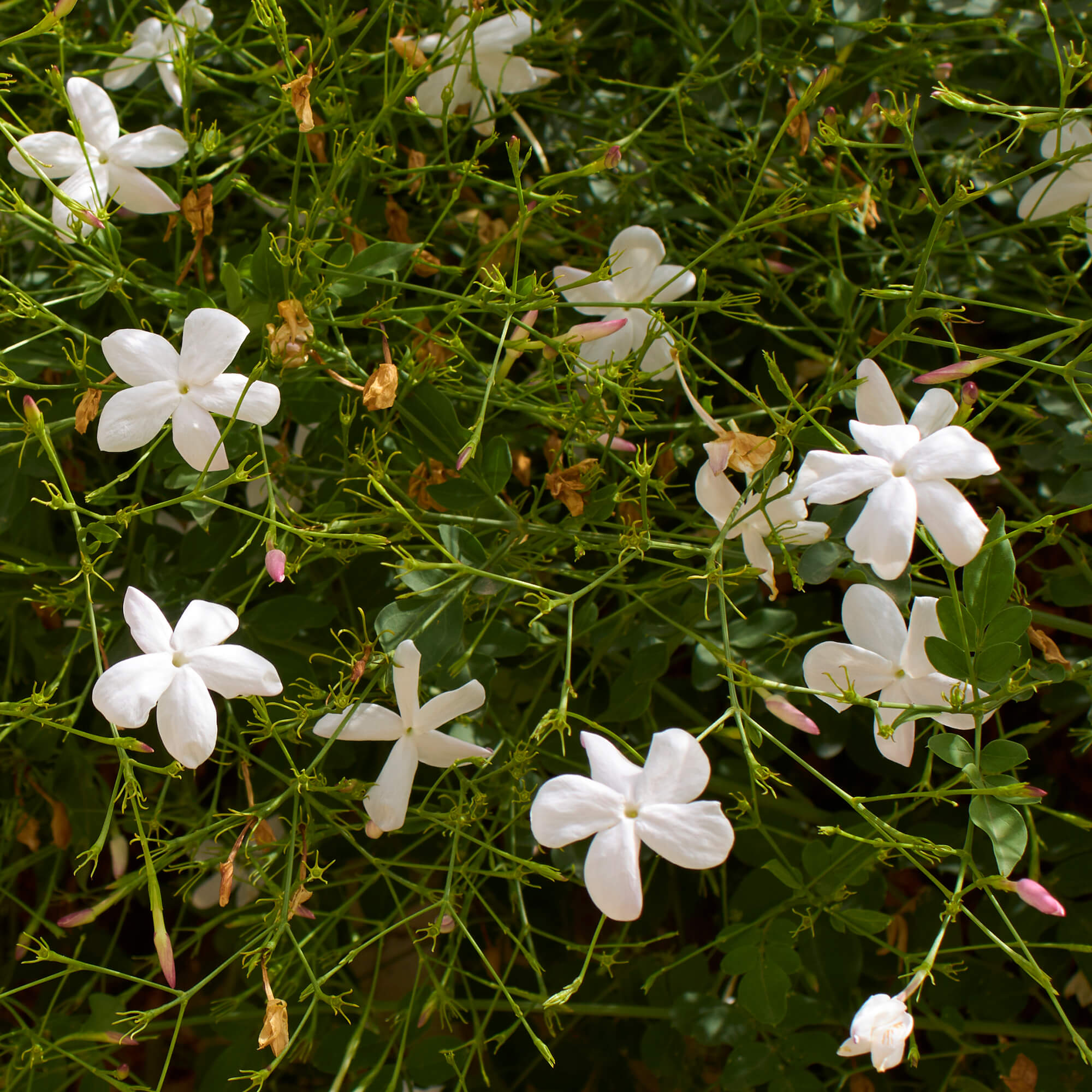 Jasmin-Jasminum-grandiflorum