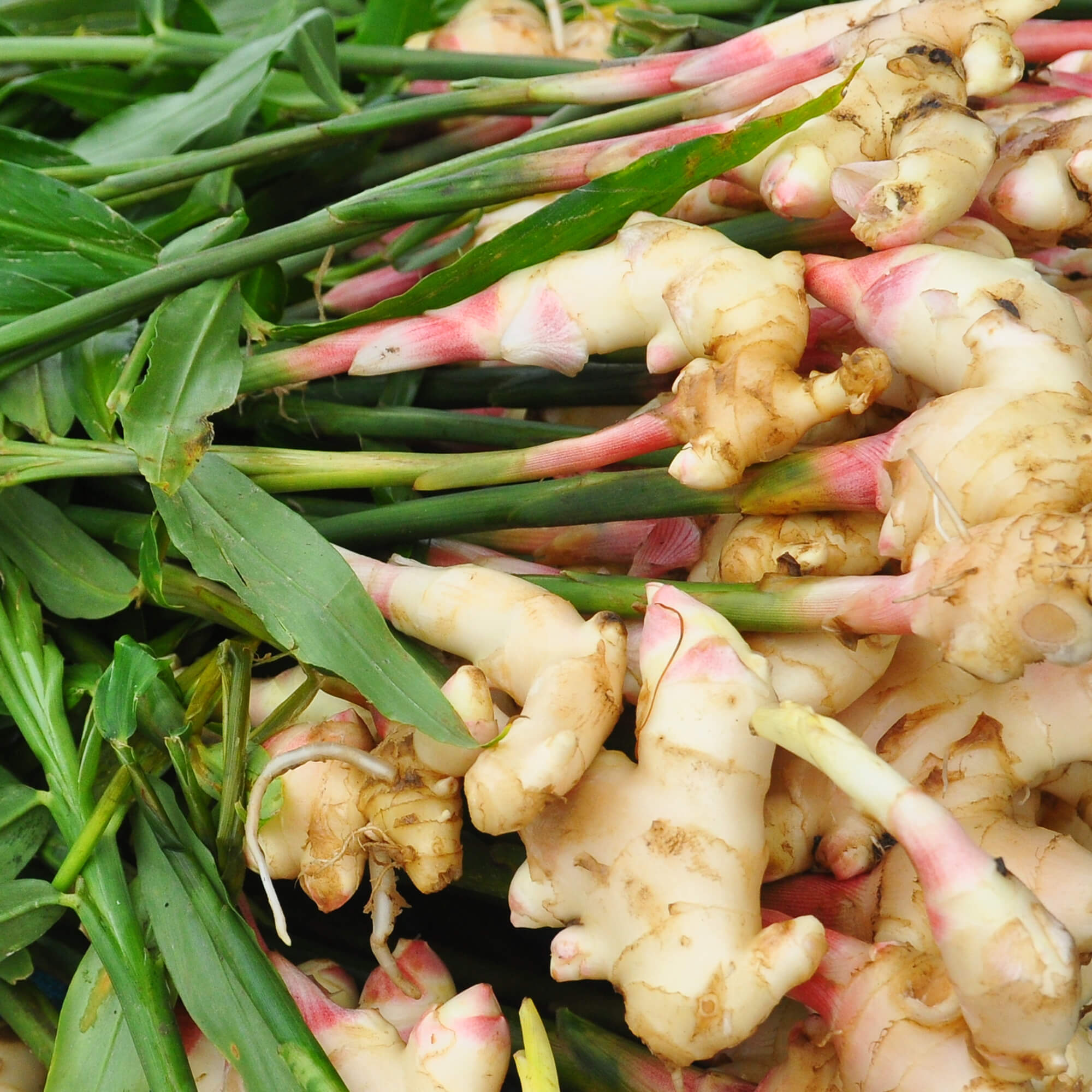 Ingwer-Zingiber-officinalis