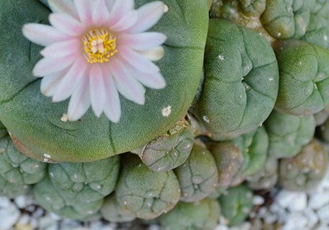 480x336_Literatur_Ethnobotanik Geistbewegende Pflanzen & Ethnobotanik