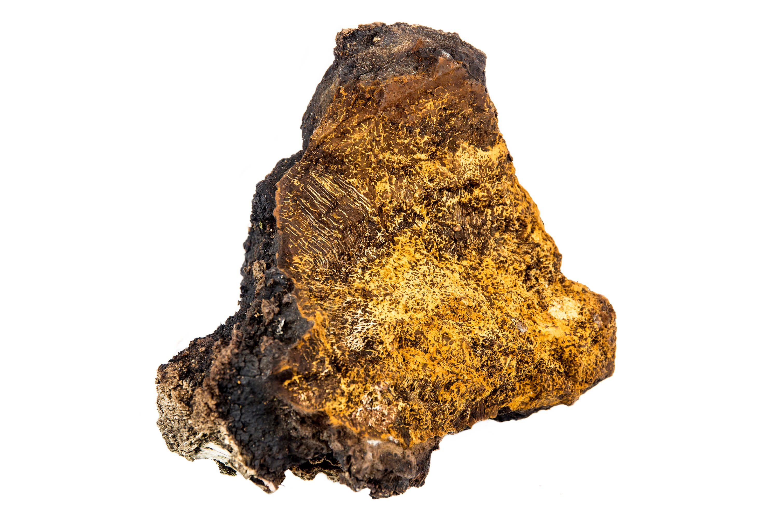 Frisch geernteter Chaga Pilz