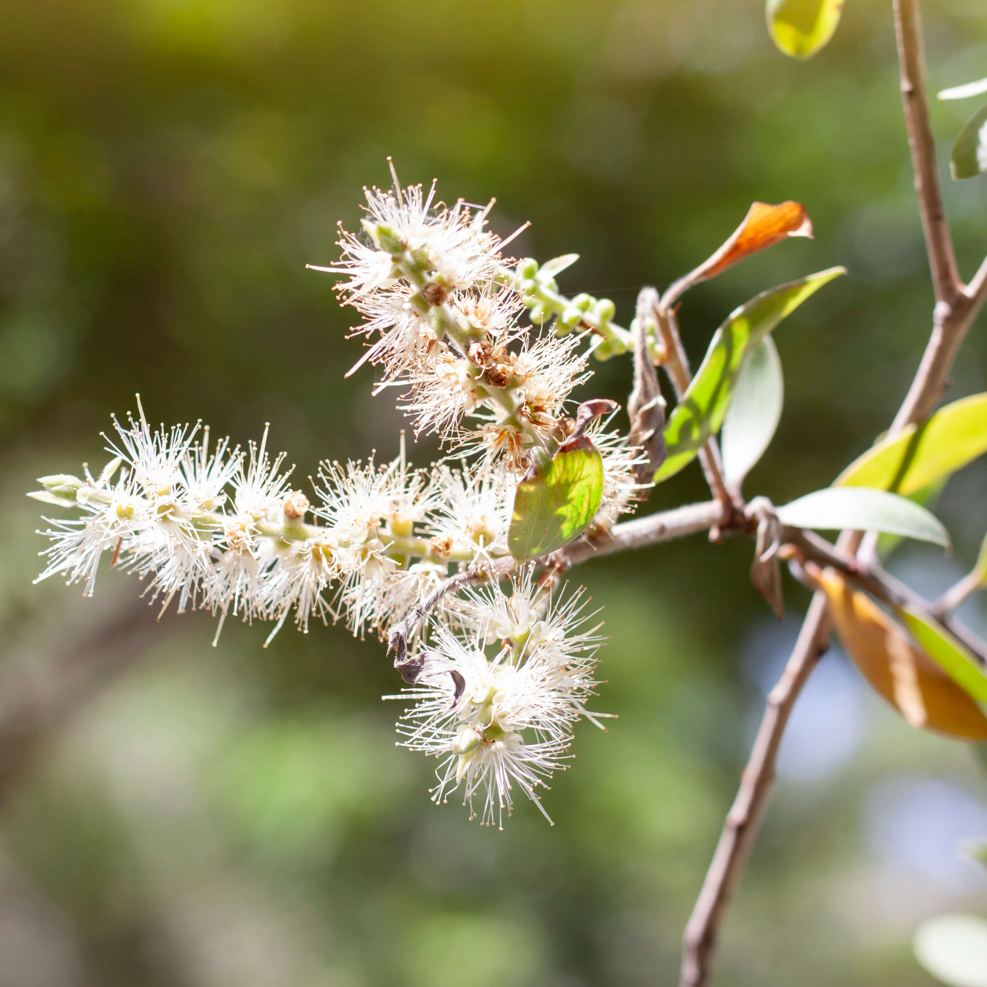 Cajuput-Melaleuca-leucodendra