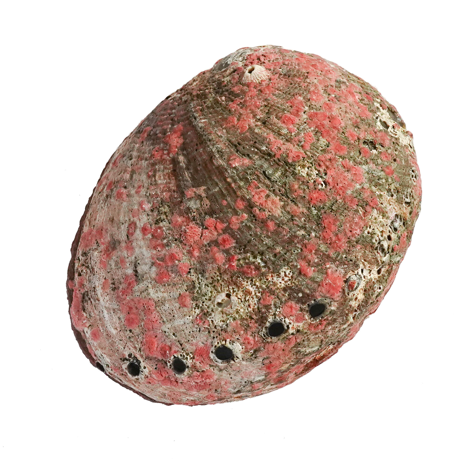Rosa Abalone – Räucher Seeohr Muschel