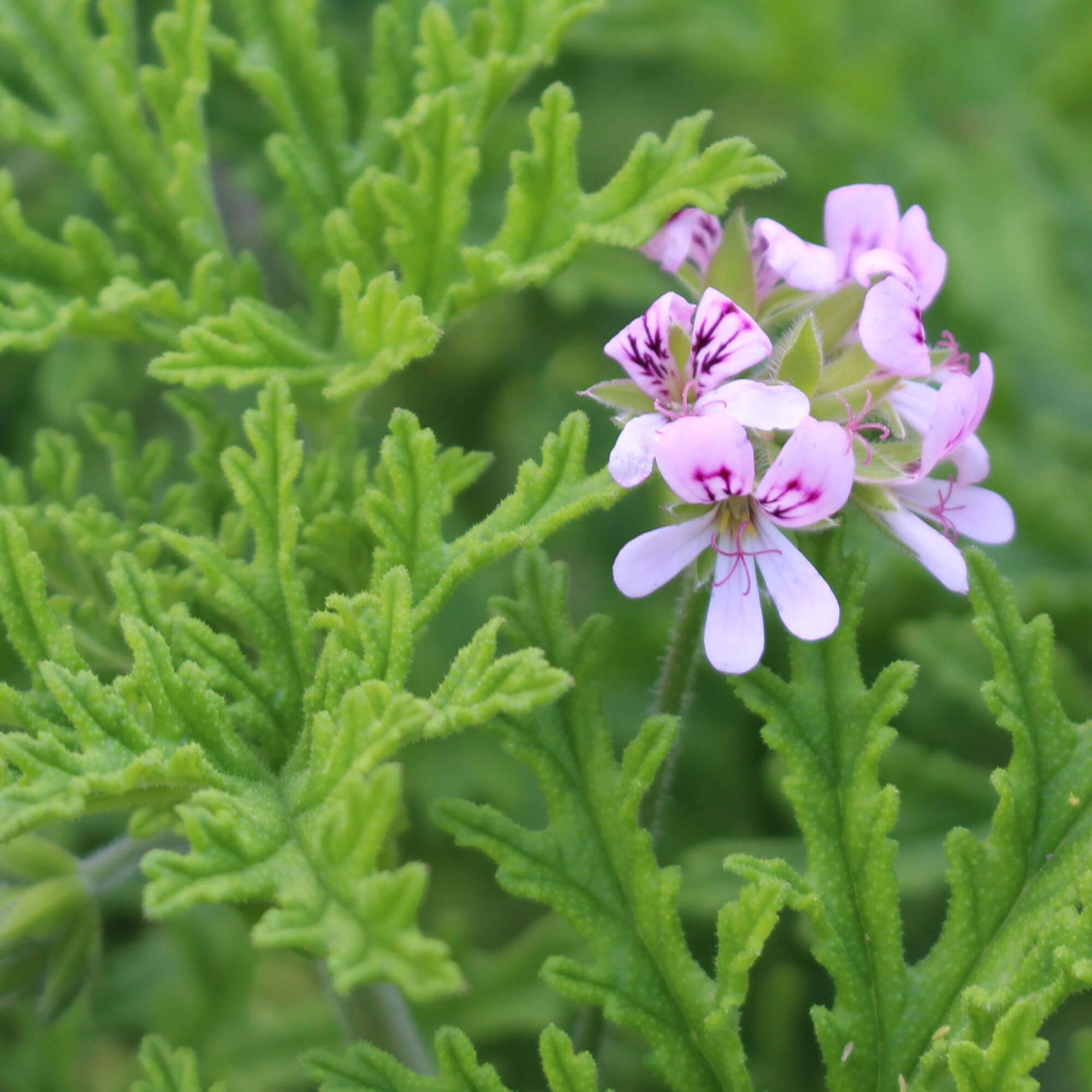 Geranienoel-Bourbon-Bio