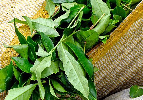 480x336_Superfood_Tee