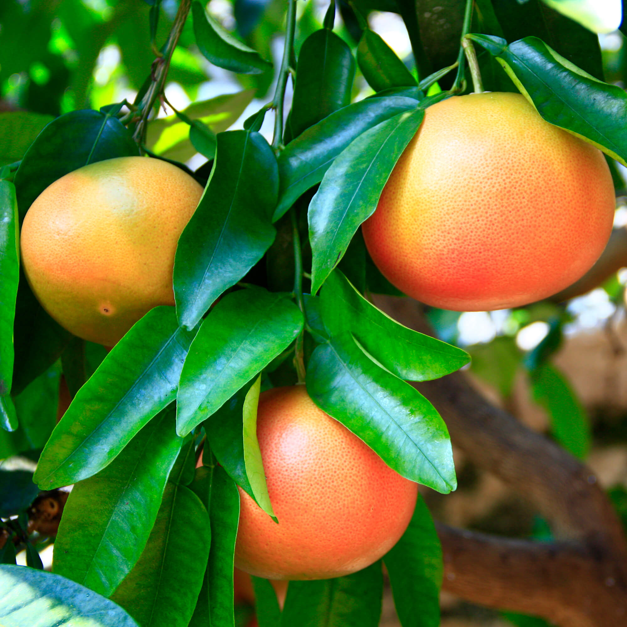 Grapefruit-Citrus-Paradisi