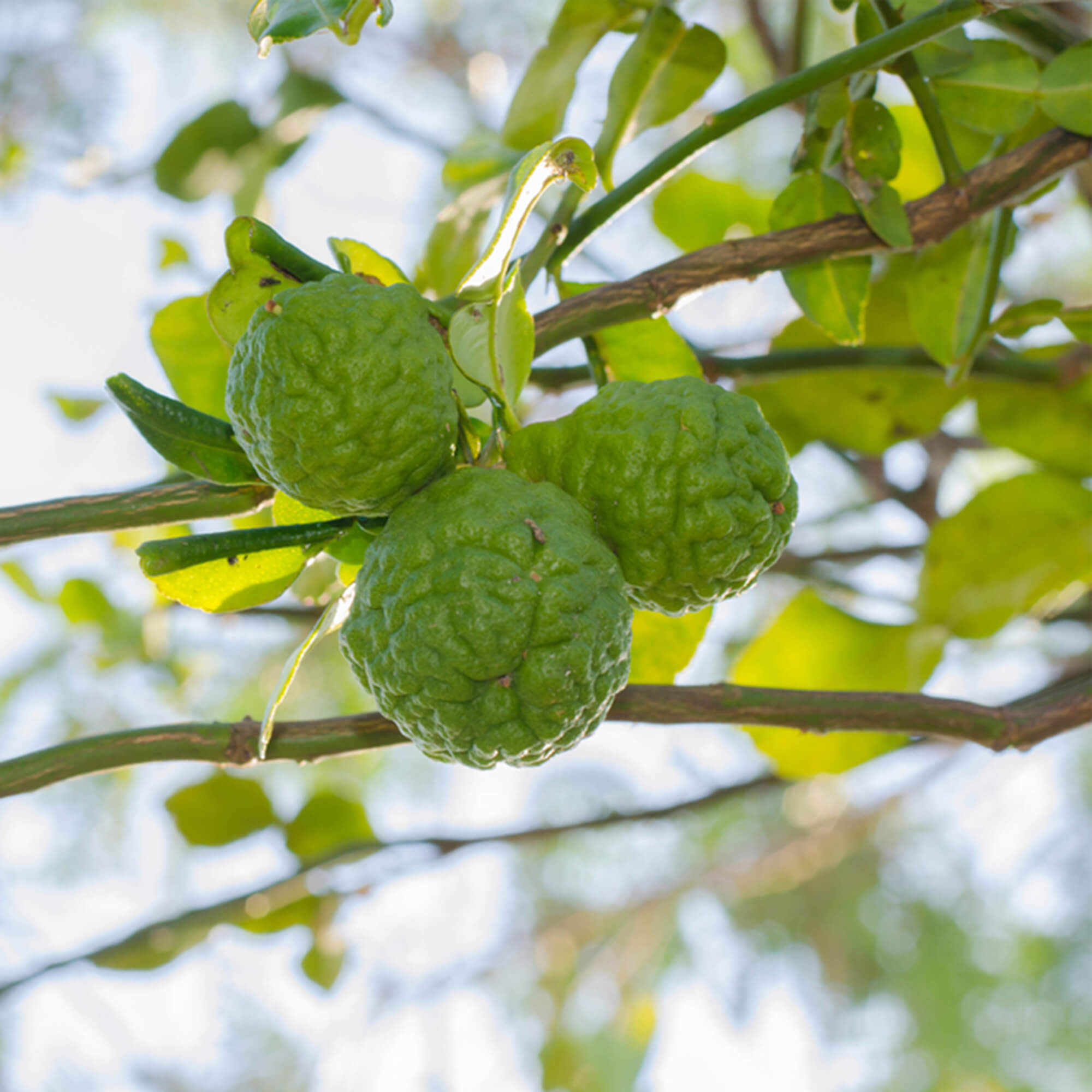 Bergamot-citrus-bergamia