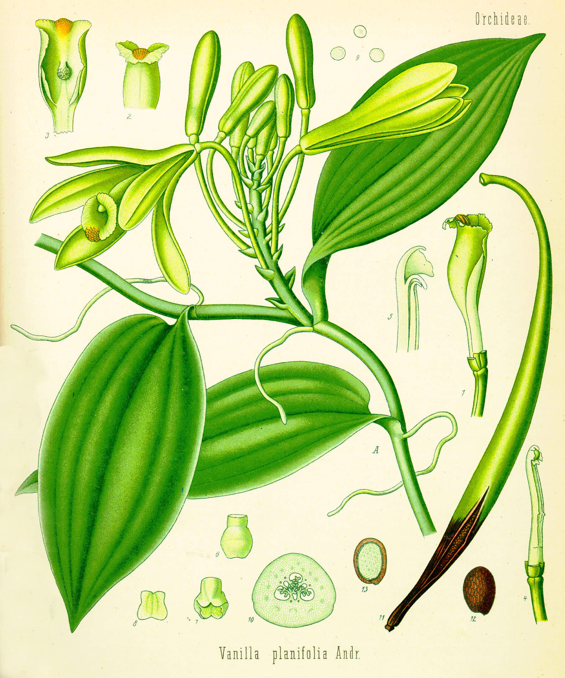 Vanilla planifolia - Illustration