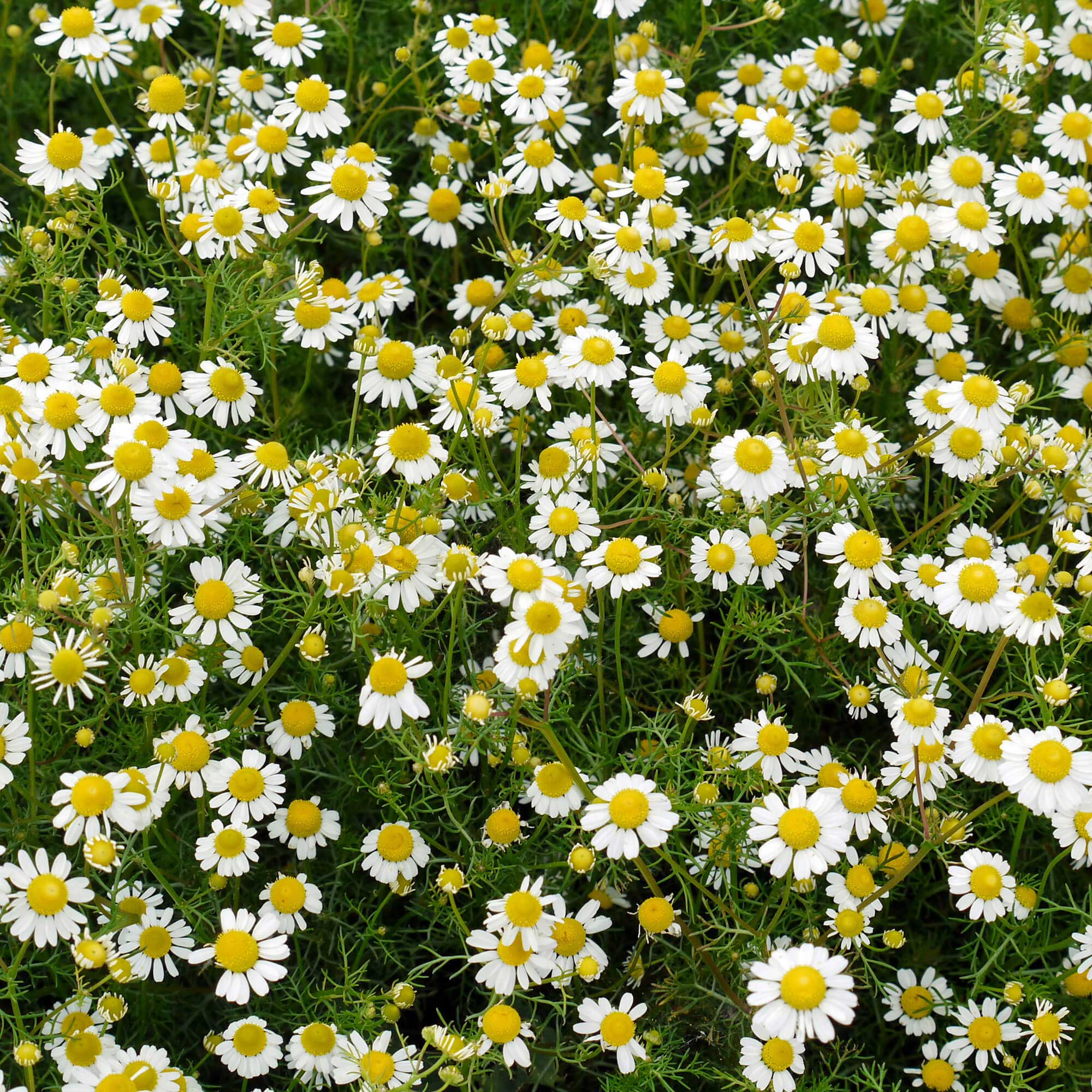 Kamille-roemisch-Anthemis-nobilis