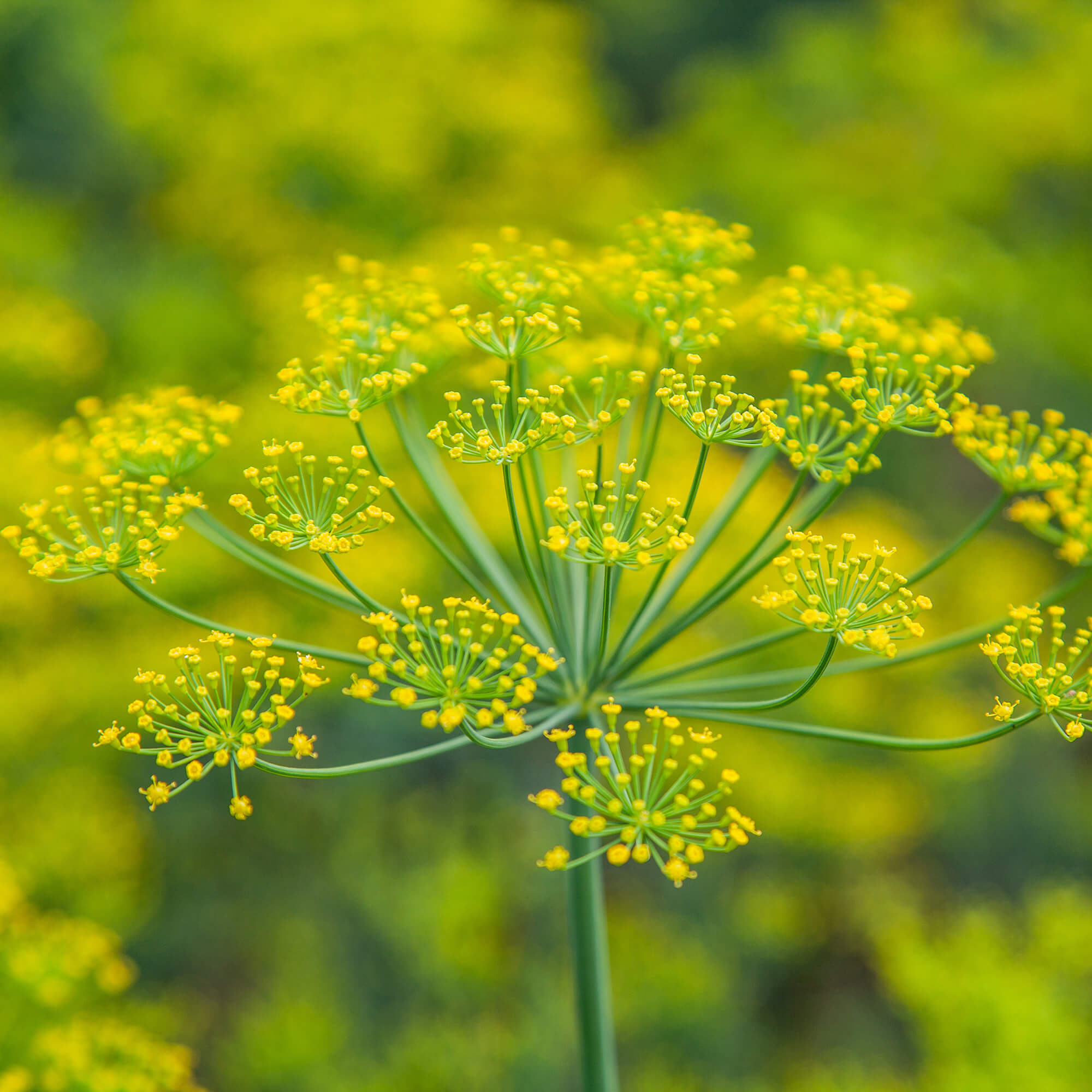 Fenchel-Foeniculum-vulgaris