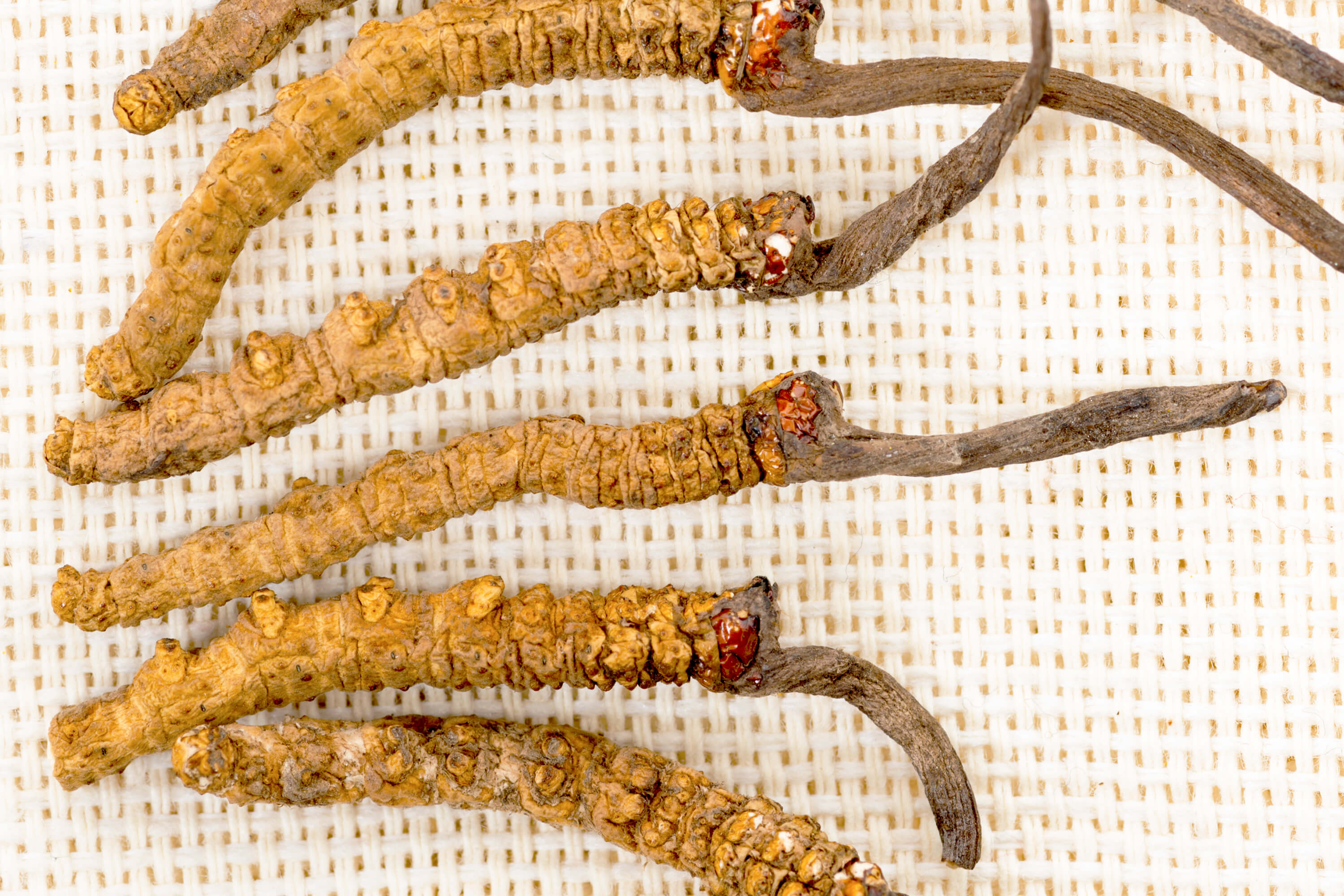 Cordyceps-raupe-closeup-blog