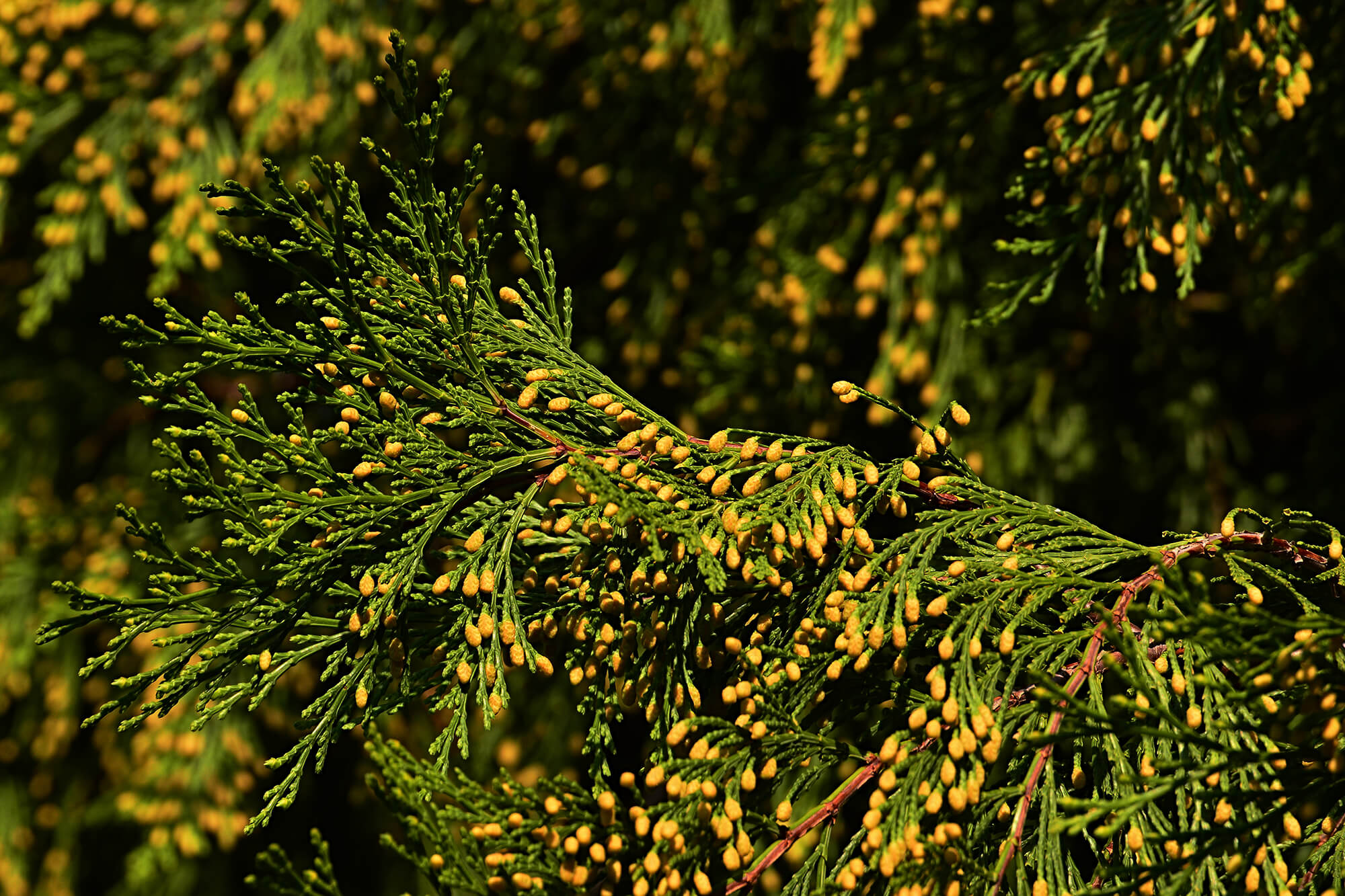 Zeder-Calocedrus-decurrens-Blog