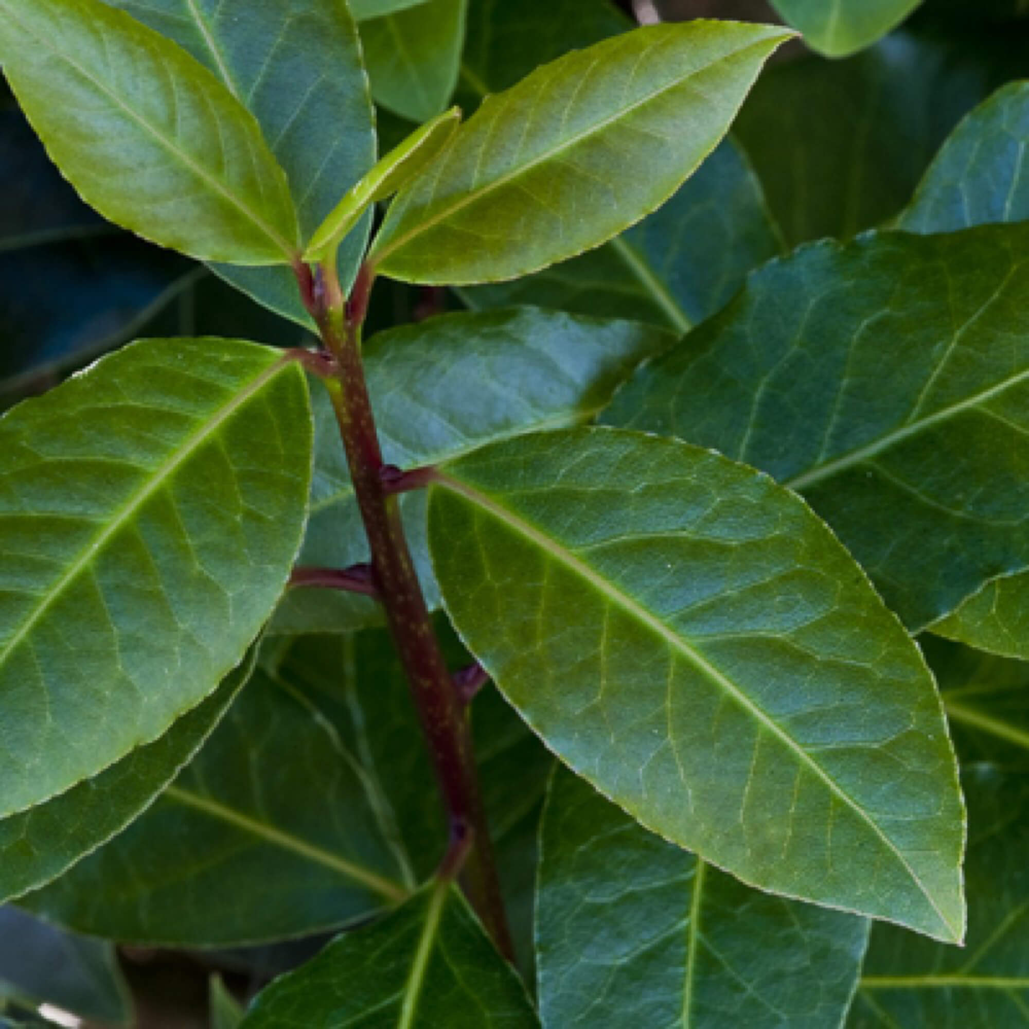 Lobeer-Laurus-nobilis