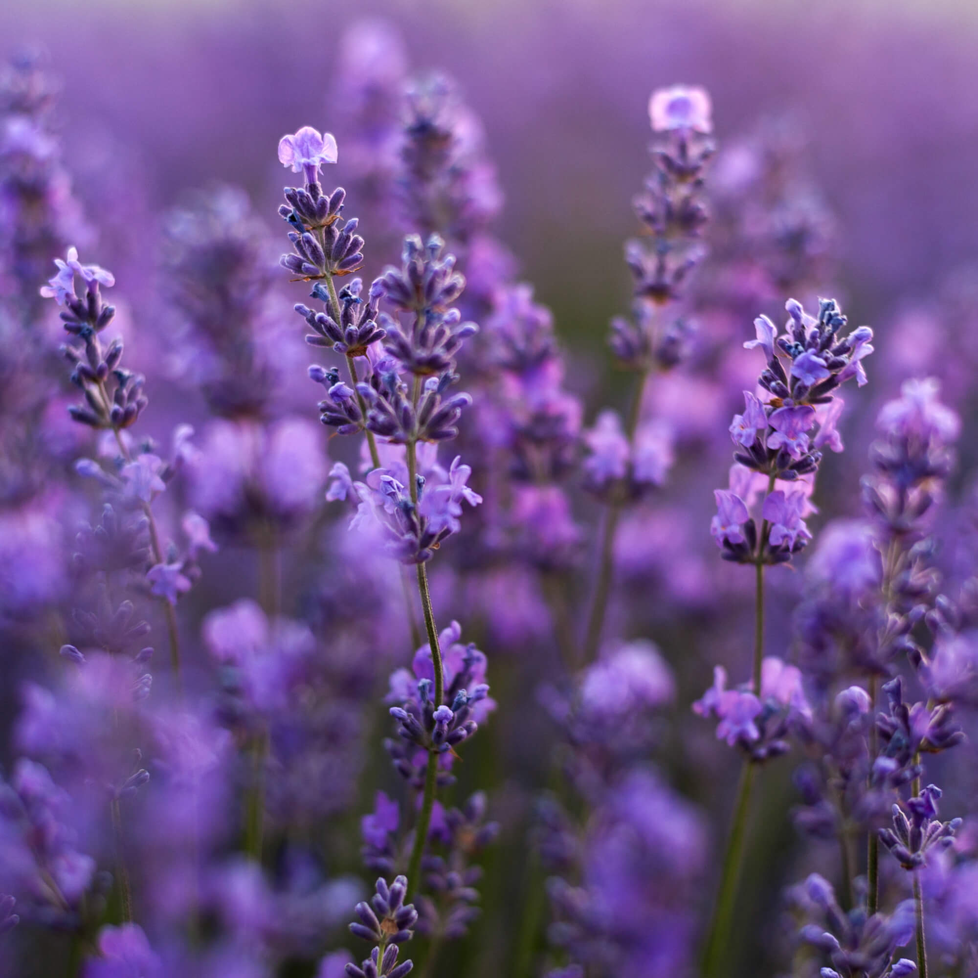 Lavendel-Lavendula-angustifoliaDYll1CZLeWcZV