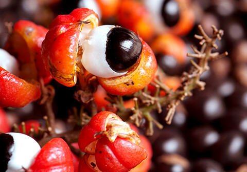 480x336_Superfood_Superherbs