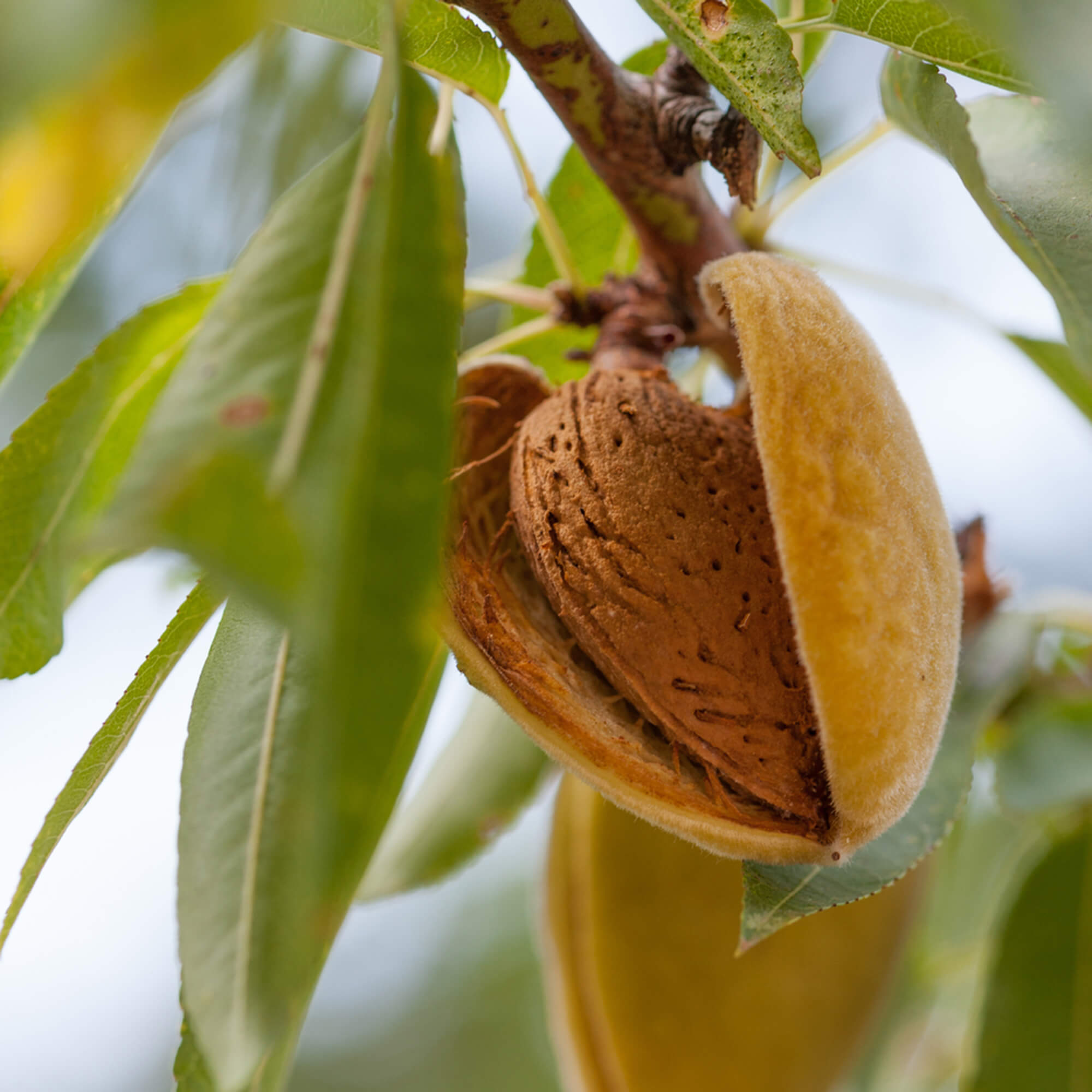 Mandel-Prunis-dulcis