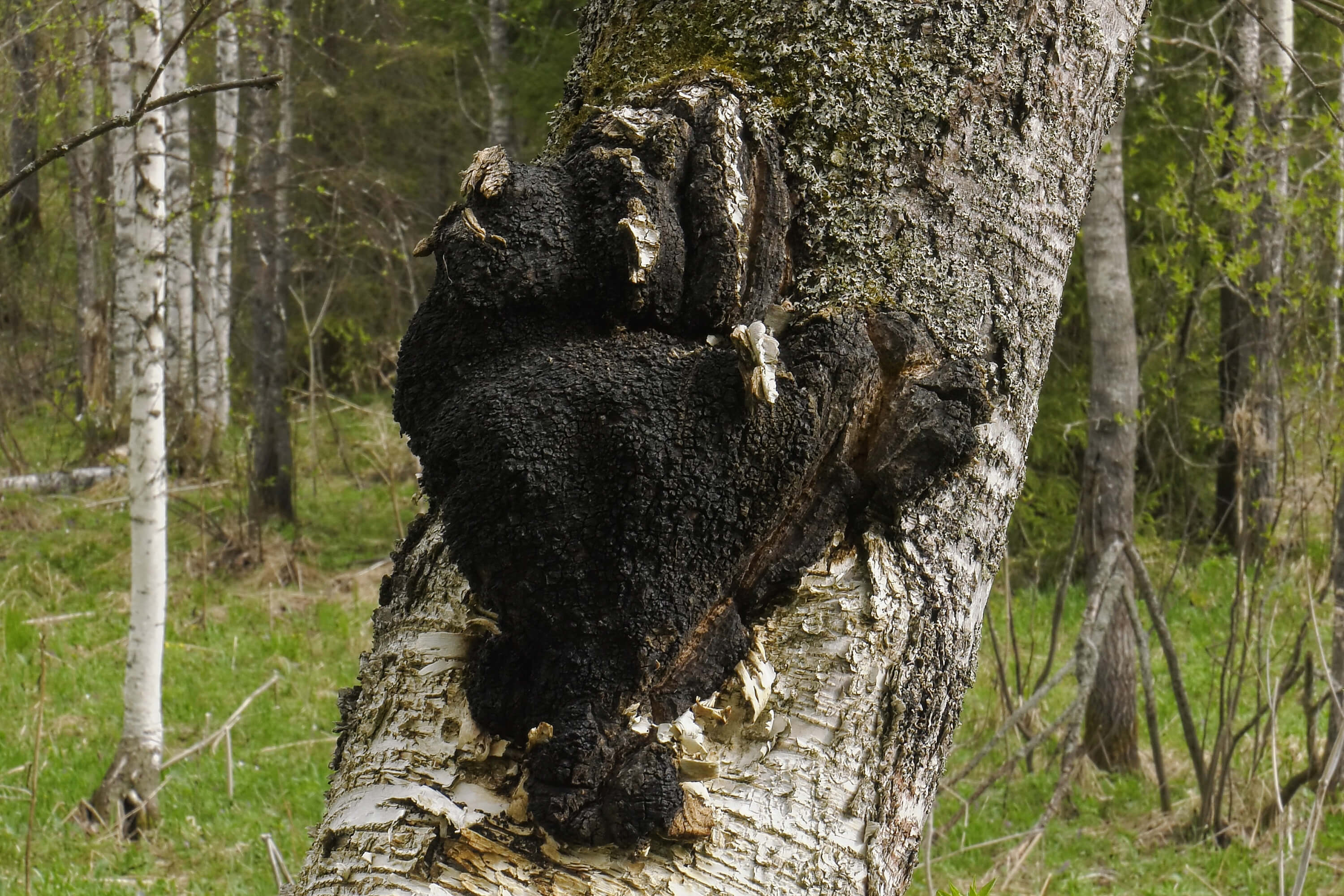 Chaga-am-Baum-Blog