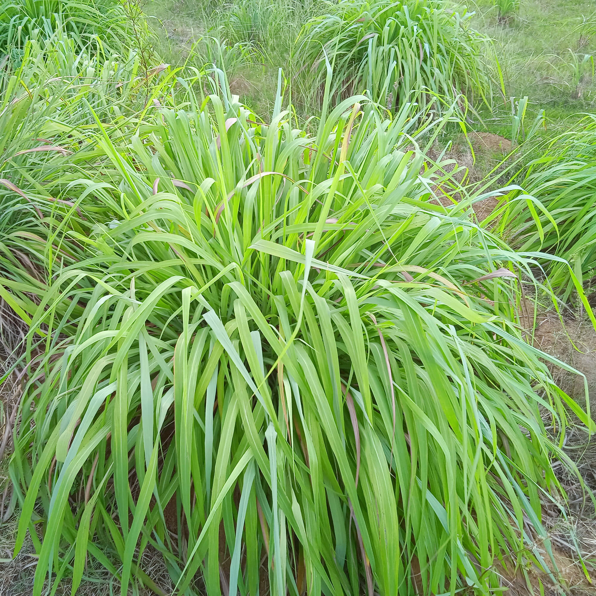 Citronella-Cymbopogon-nardus