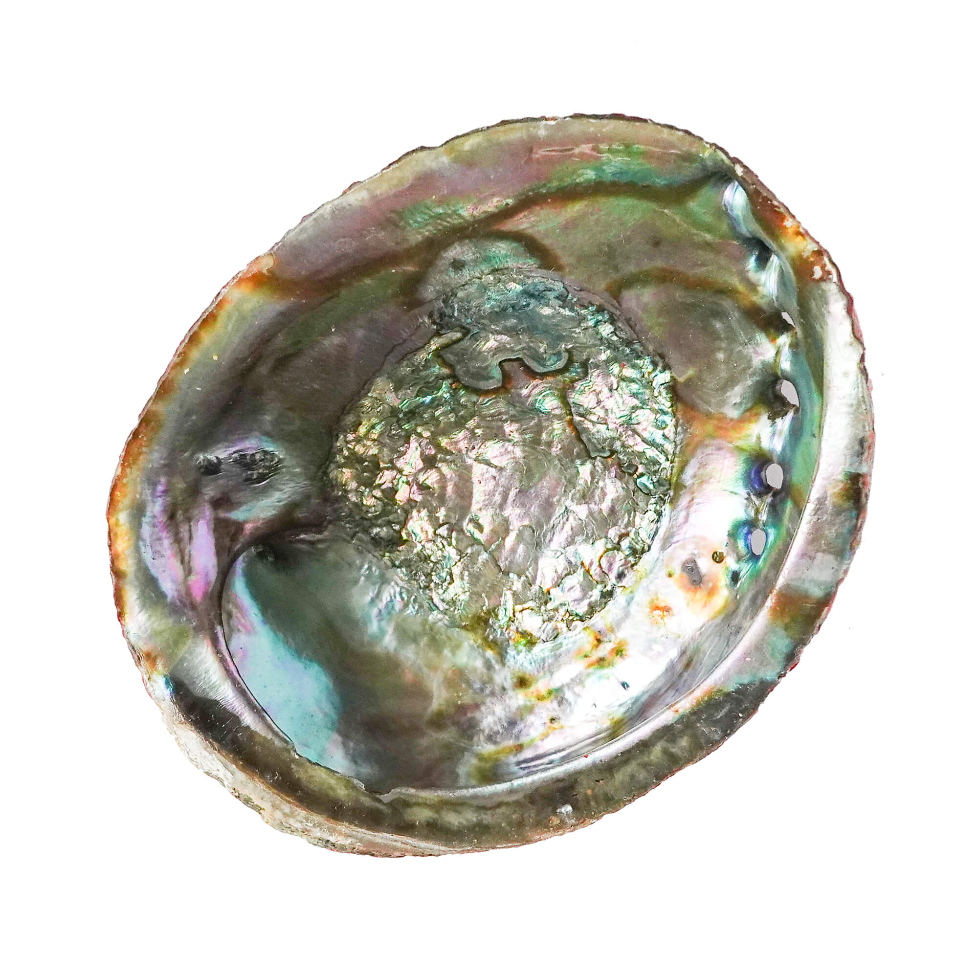 Rosa Abalone – Räucher Seeohr Muschel