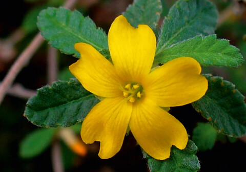 _480x336_Banner_Liebespflanzen_Damiana