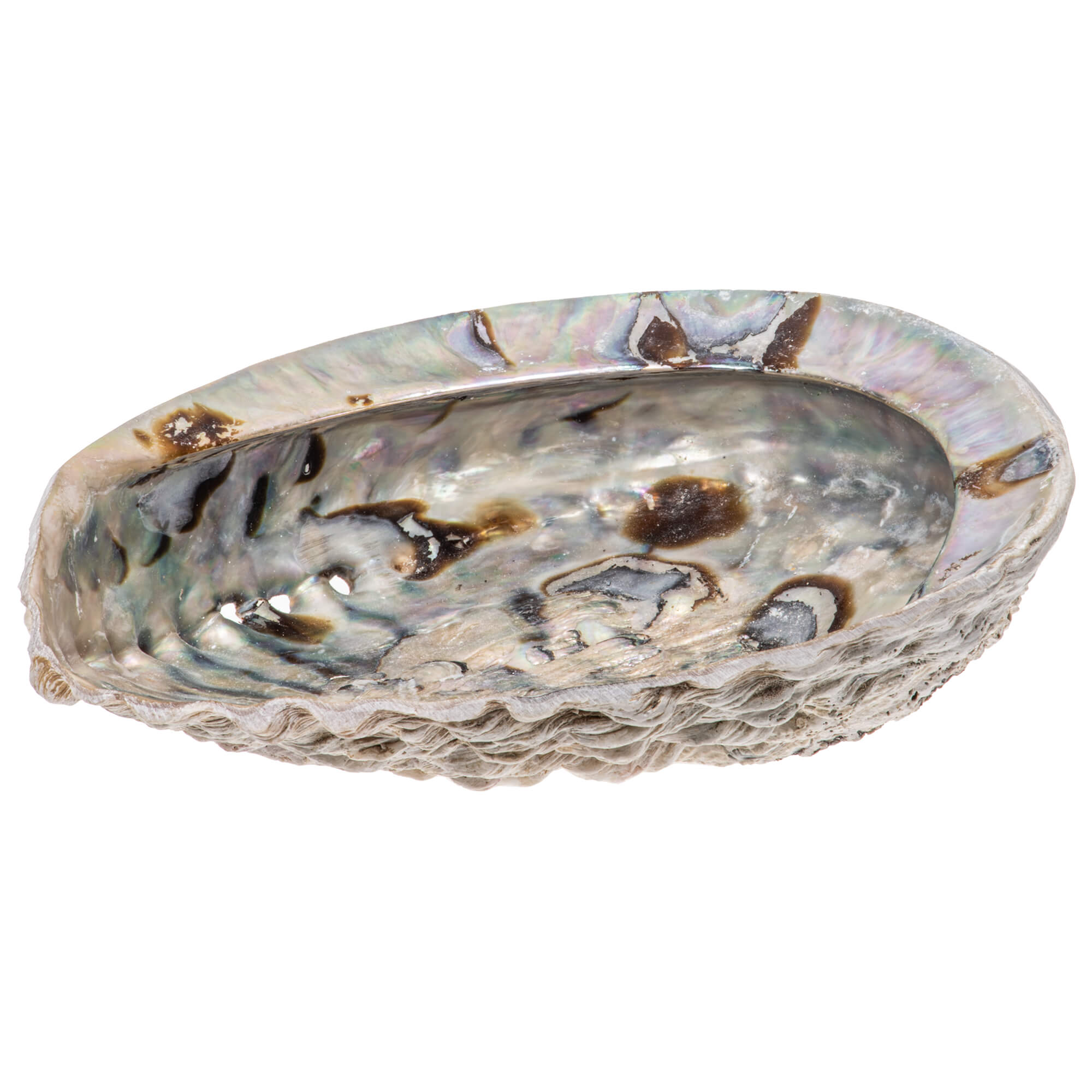 Rosa-Abalone-Raeucher-Seeohr-Muschel-Gross