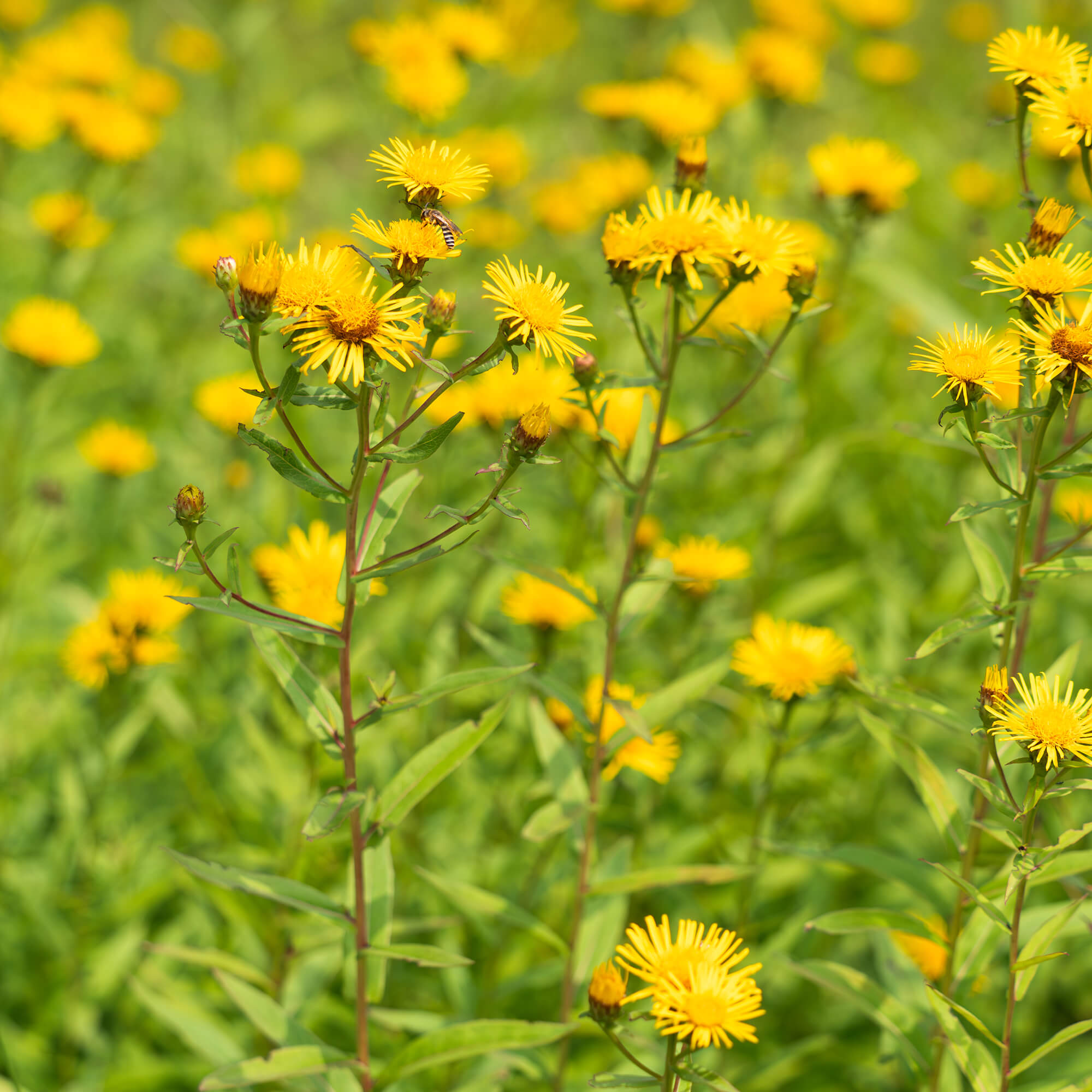 Alant-Inula-odorata