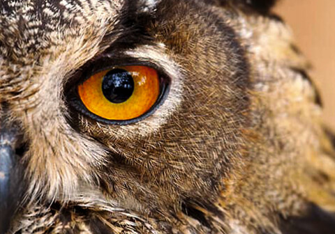 480x336_Literatur_Schamanismus Alchemie, Philosophie & Schamanismus