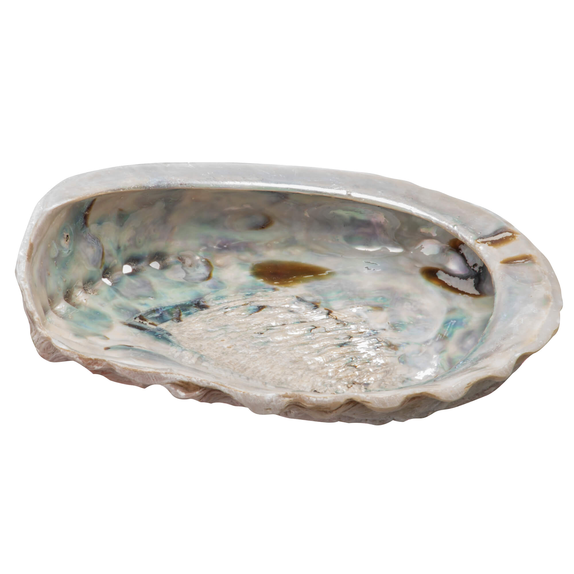 Rosa-Abalone-Raeucher-Seeohr-Muschel Rosa Abalone – Räucher Seeohr Muschel