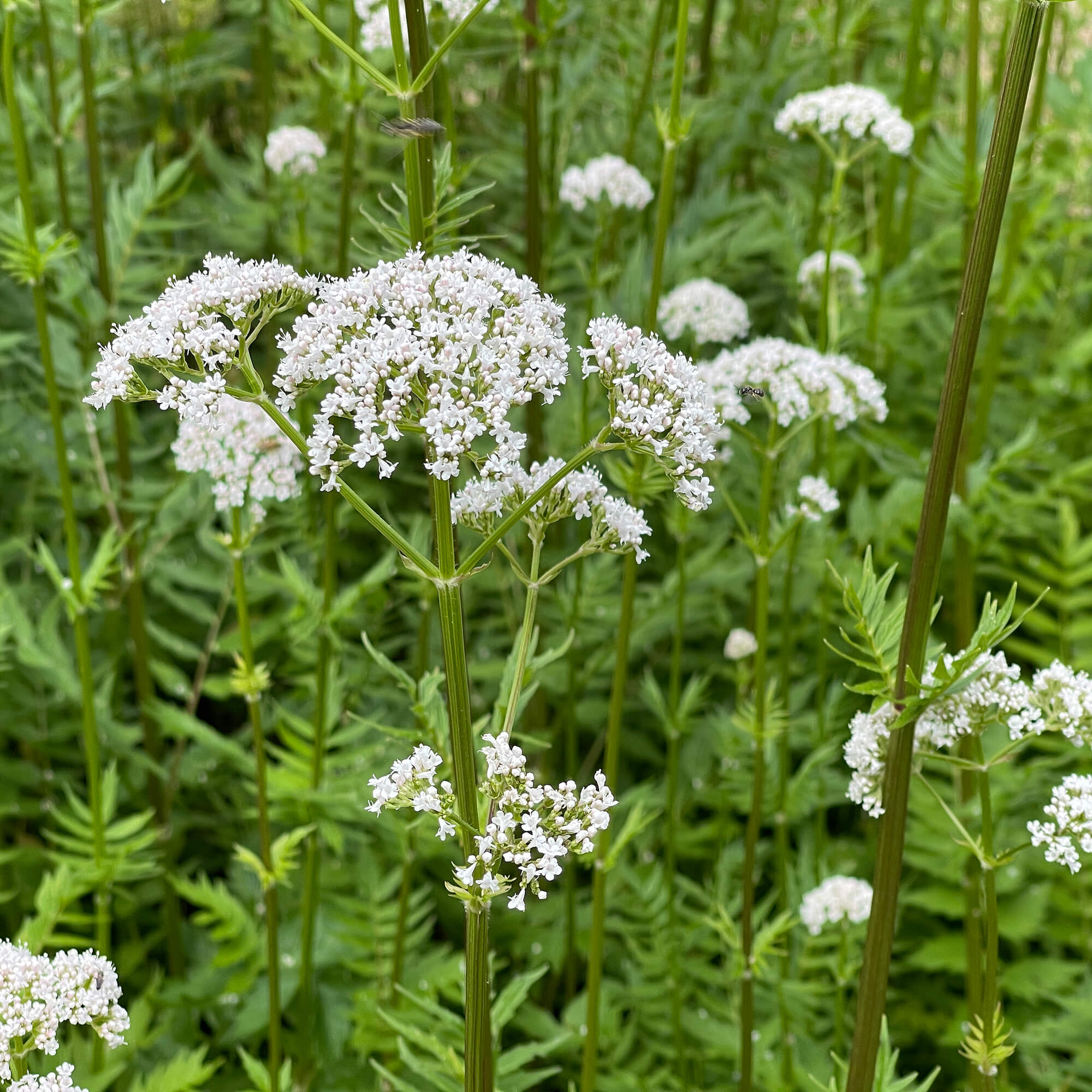 Baldrian-Valeriana-officinalis