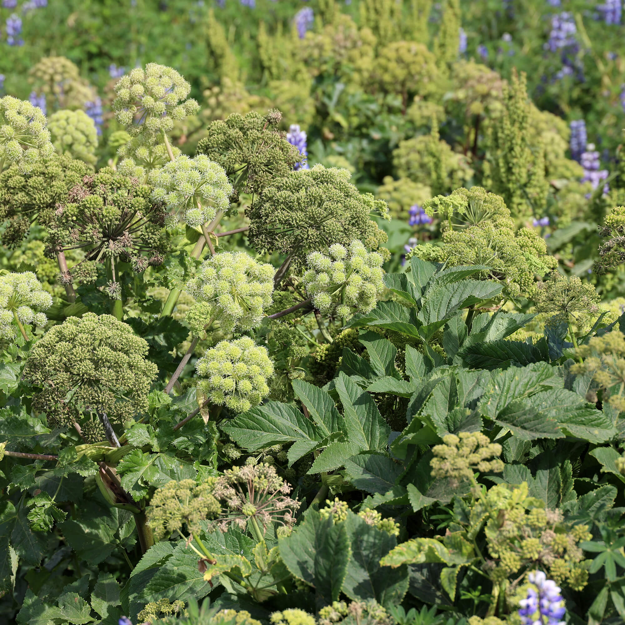 Angelica-Root-angelica-archangelica