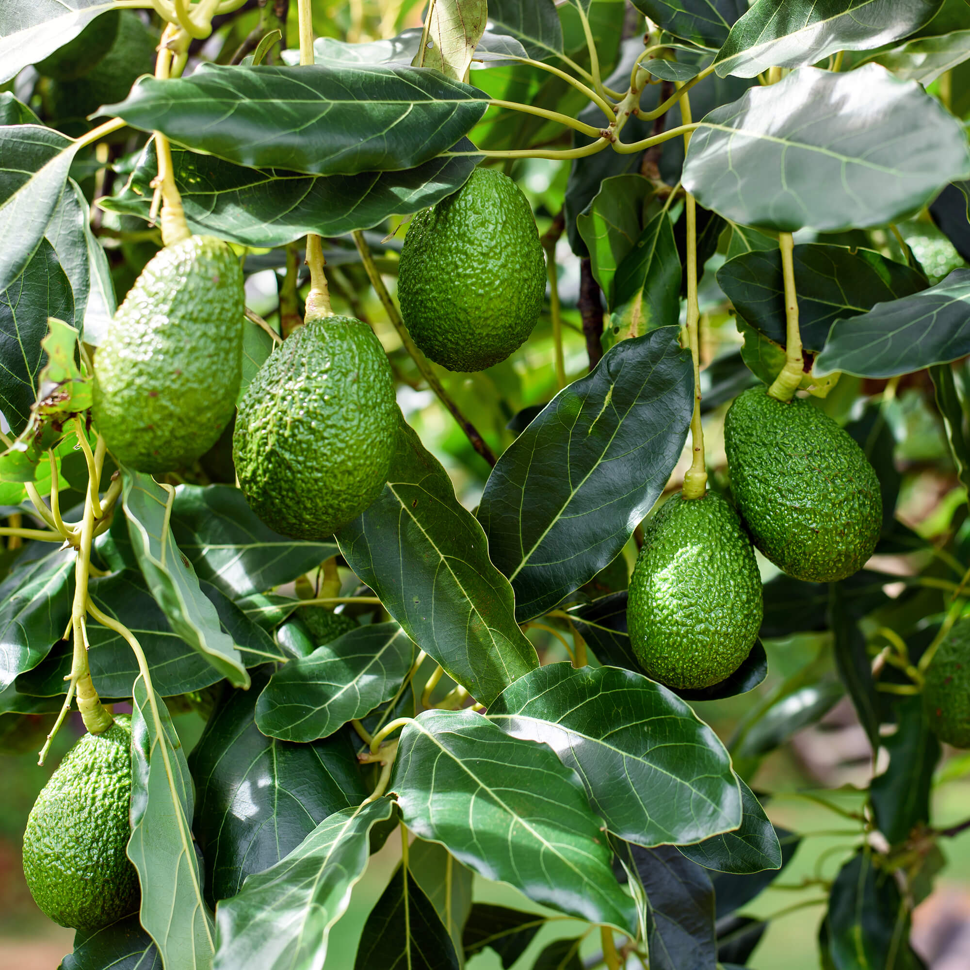 Avocado-Persea-americana