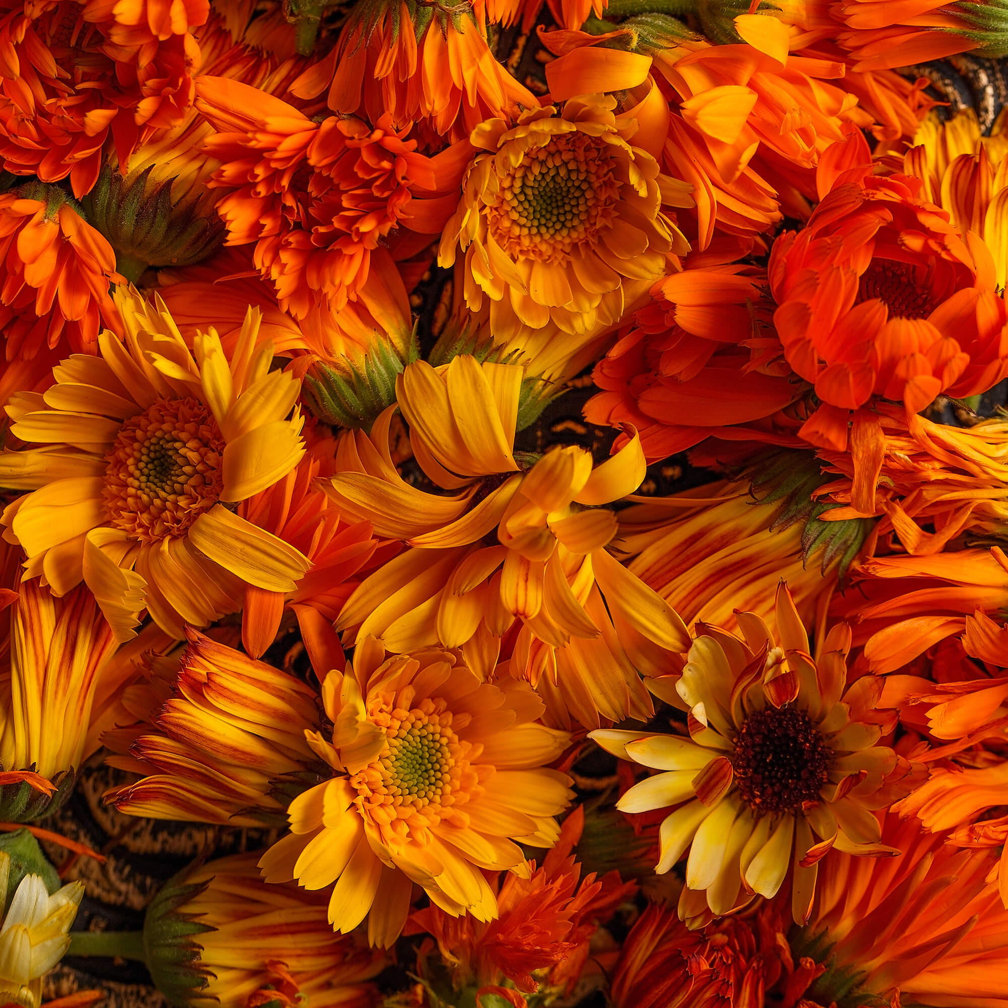 Calendula-Calendula-officinalis