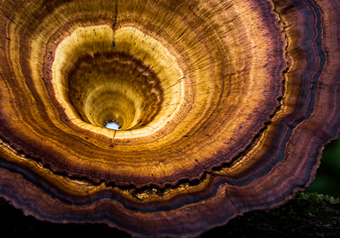 Heilpilze-Blog-Kategorie