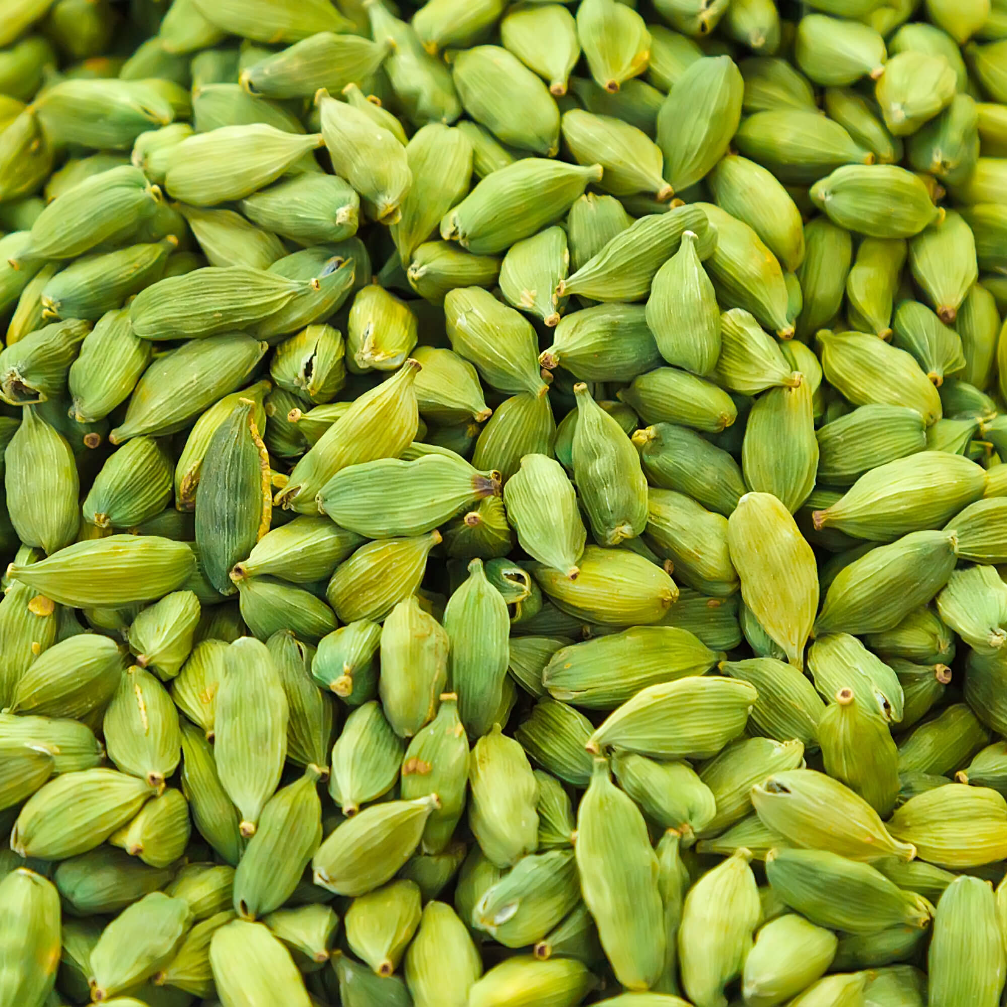 Kardamom-Elettaria-cardamomumQsGGlbZqwSJ7O