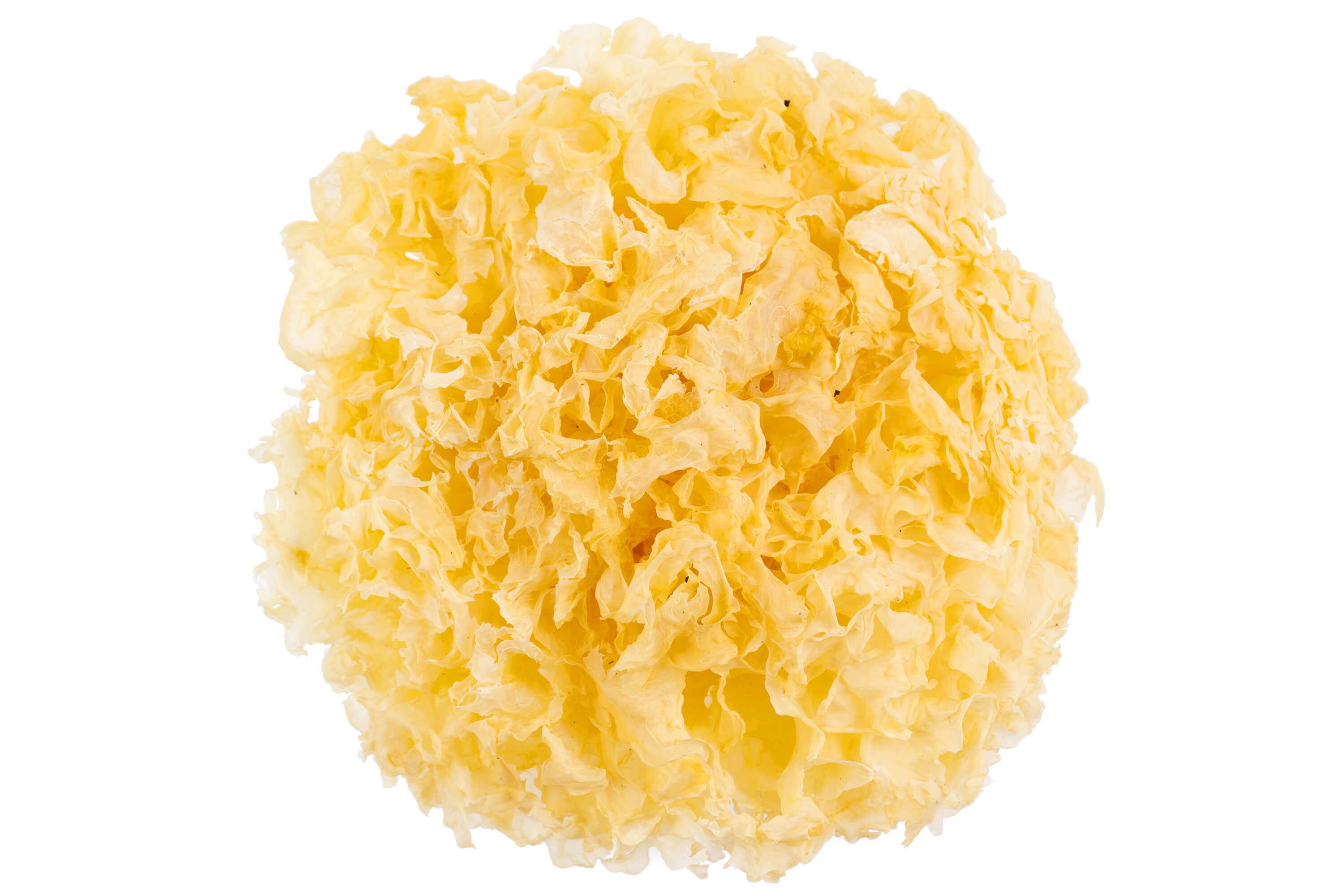 Tremella-Freigestellt-Blog