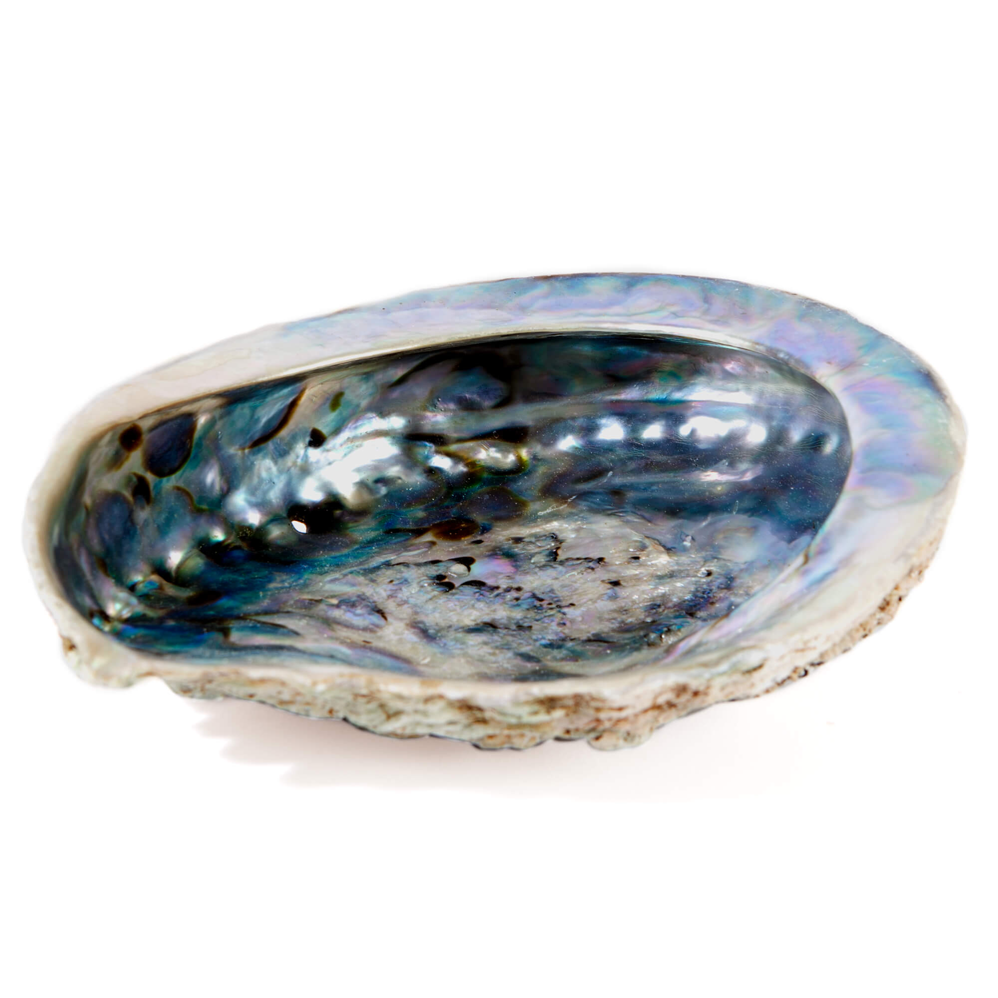Seeohrmuschel Regenbogen-Abalone – Räucher Seeohr Muschel