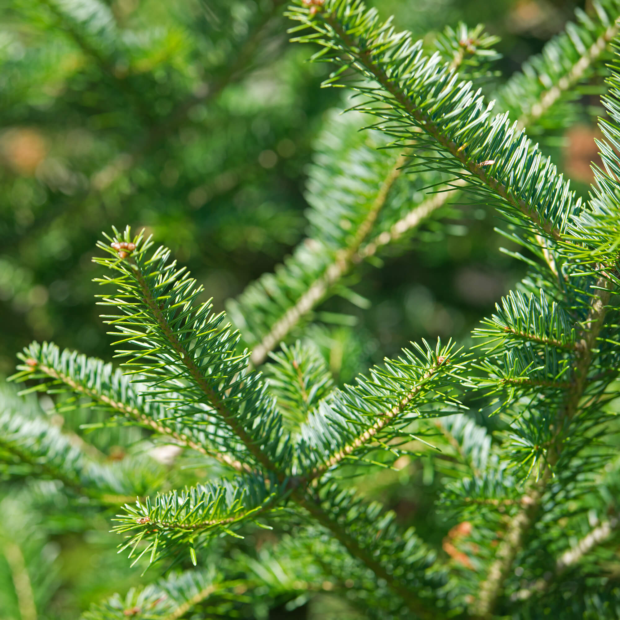 Balsamtanne-Abies-balsamZifss0YMvfzy7