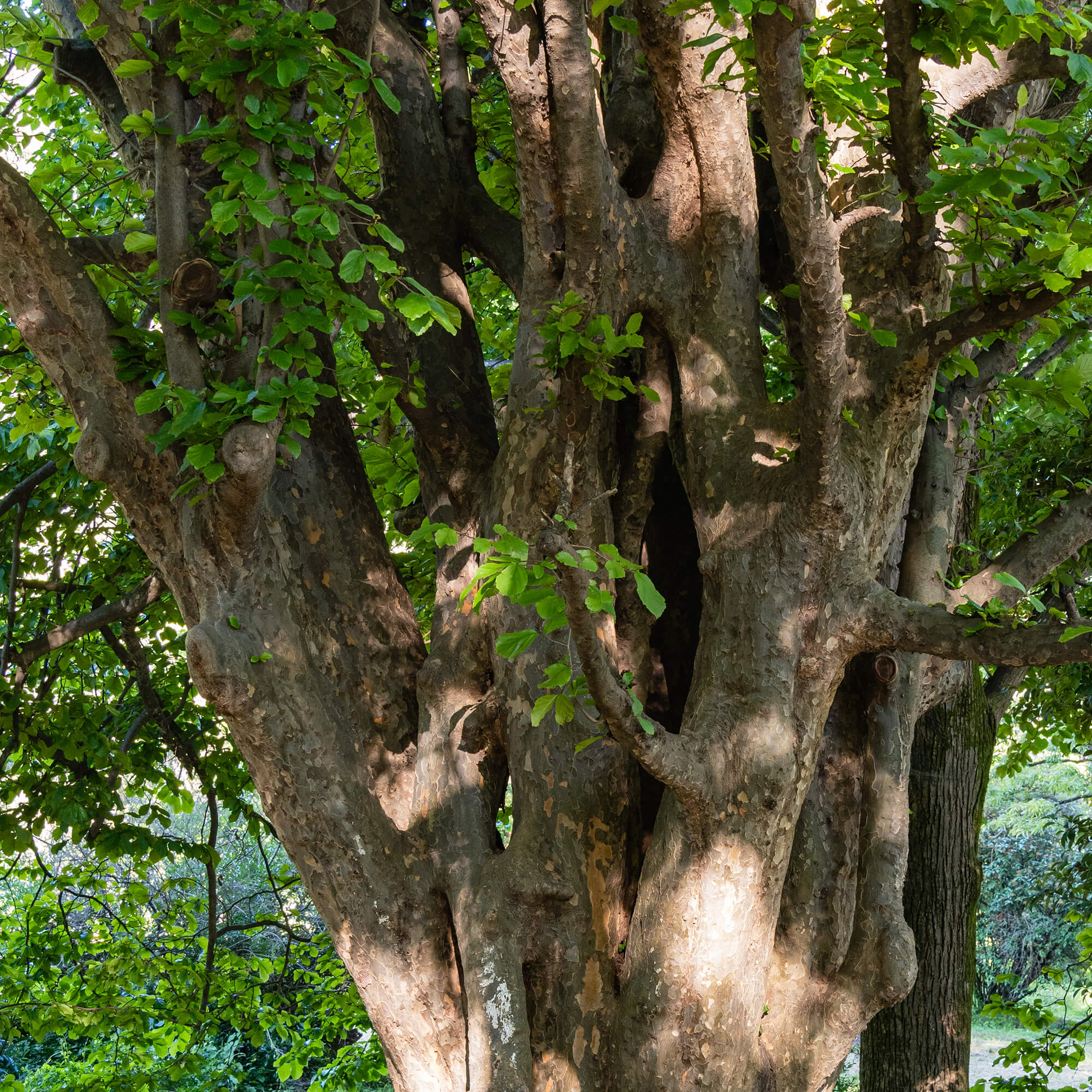 Ho-Holz-Cinnamomum-camphora