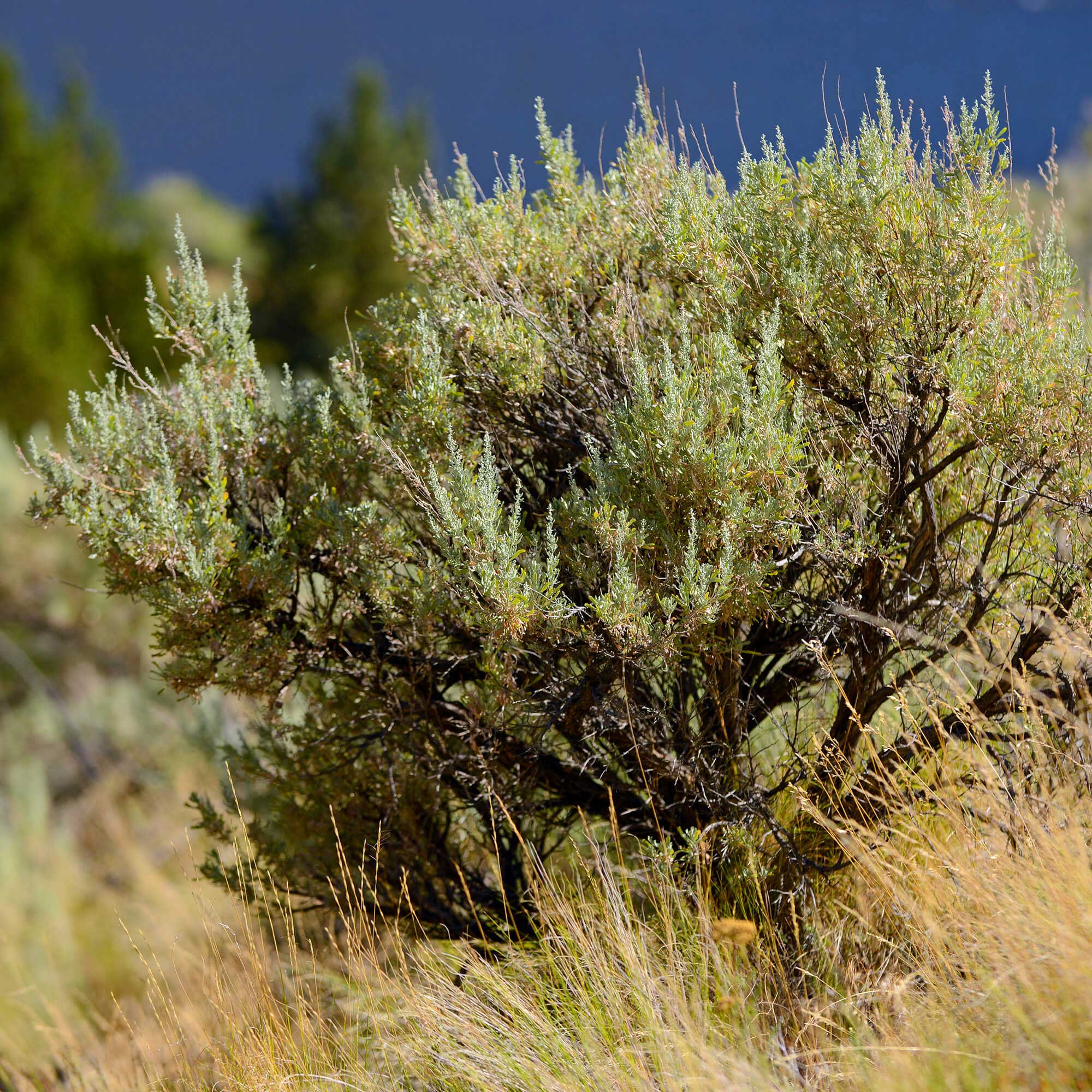 Wuestensalbei-Artemisia-tridentata