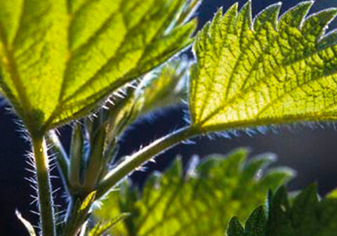 480x336_Literatur_Heilpflanzen Heilpflanzen & Naturerfahrung