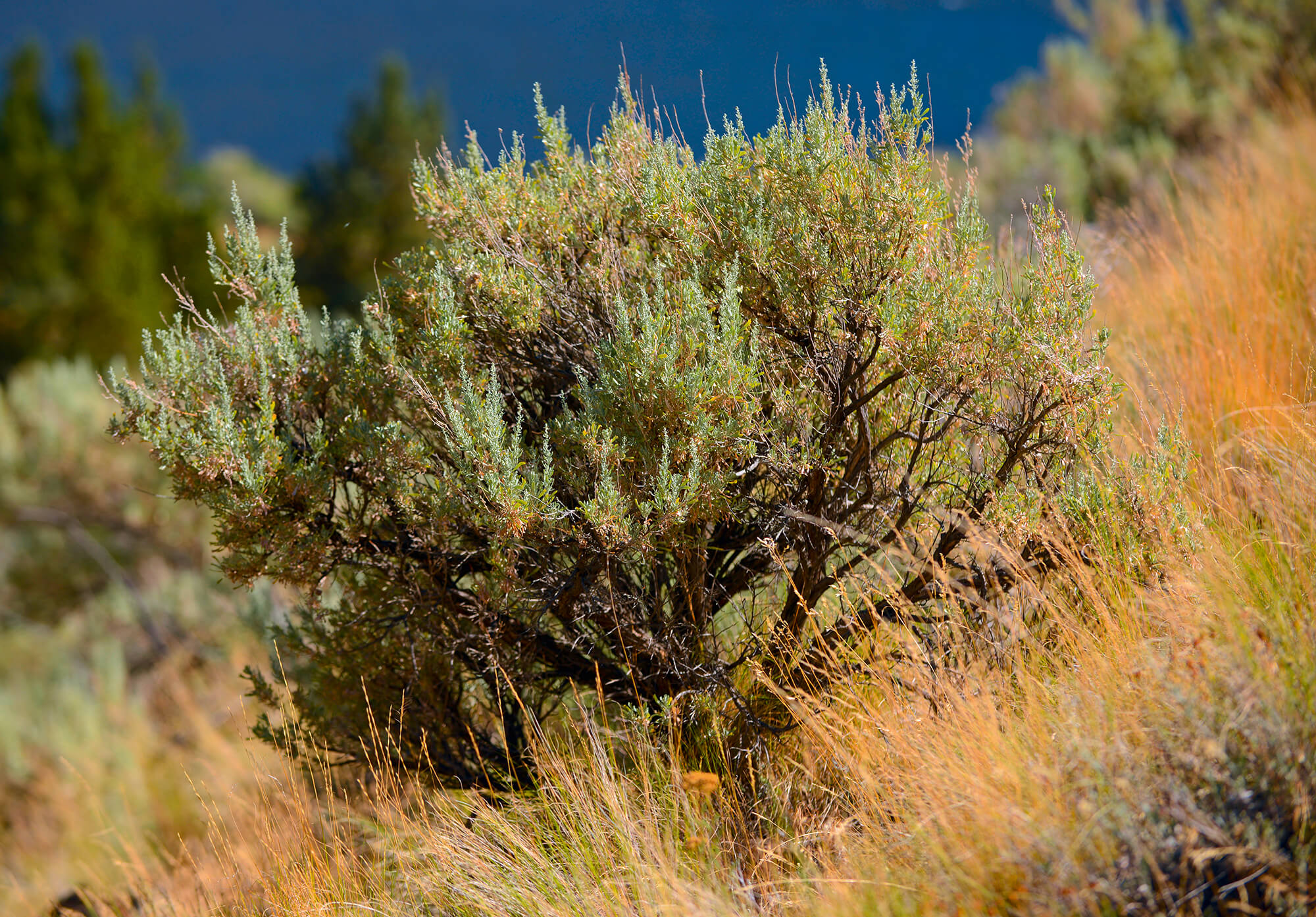 Steppenbeifuß Artemisia ludoviciana Sagebrush Prairie Sage Räucherwermut 