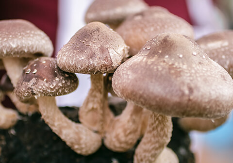 Vitality Mushrooms